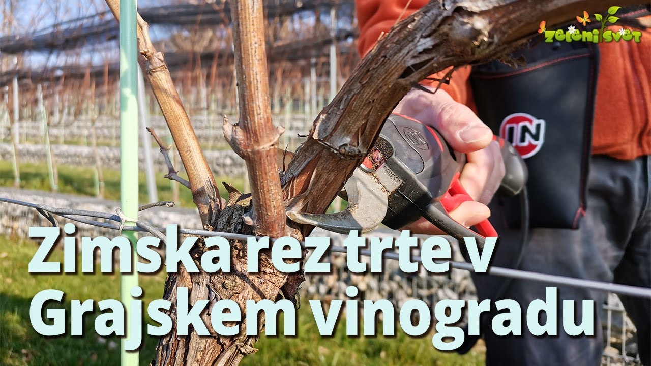 Zimska rez trte v Grajskem vinogradu #rez #obrezovanje #trta