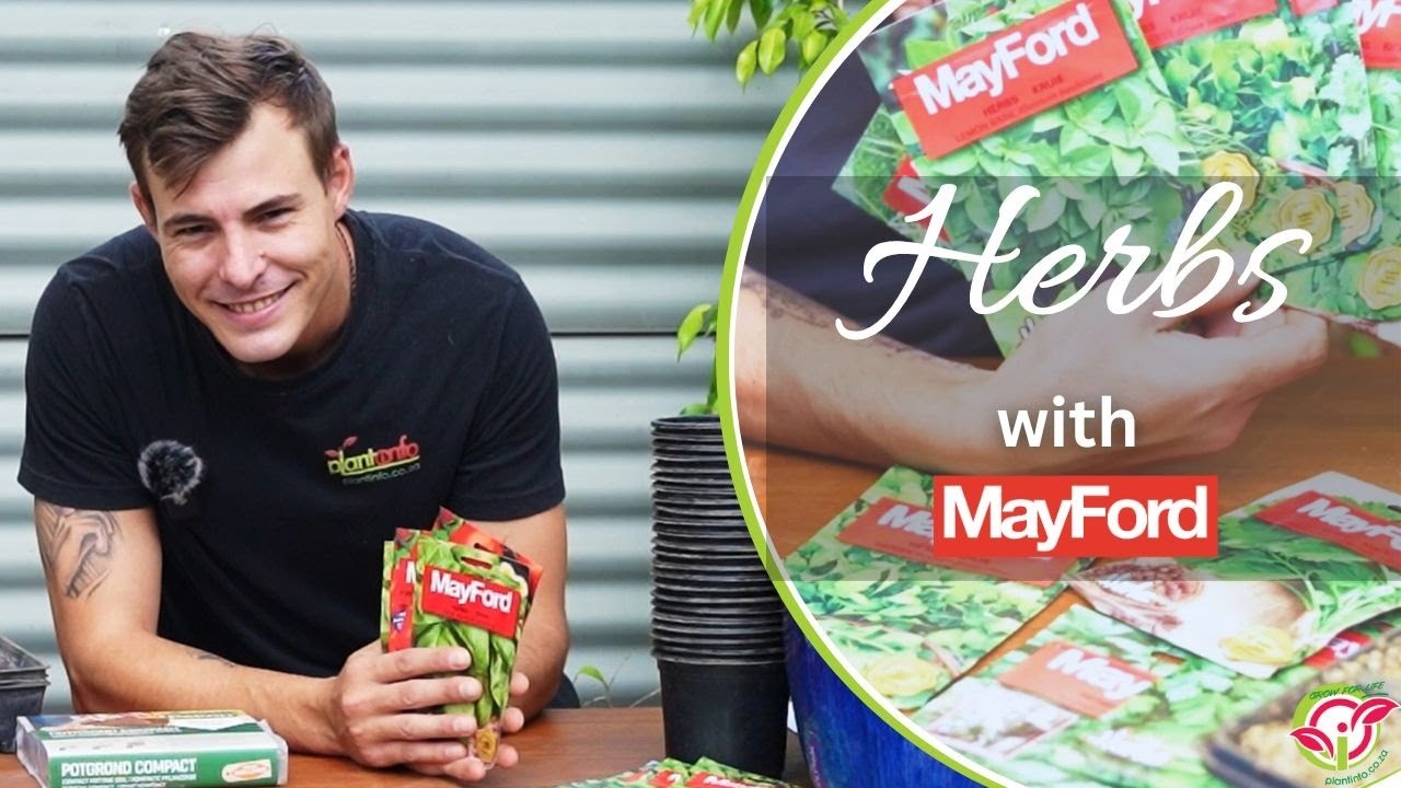 Growing herbs from seed with Mayford Seeds