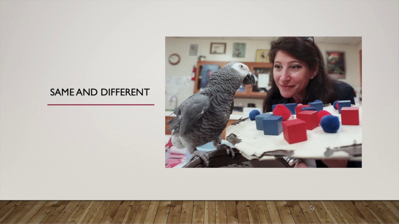 Parrot learning by Irene Pepperberg Cambridge International Assessment AS/A level 9990