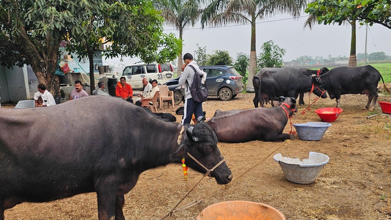 बड़नगर डेरी फार्म mp से एक साल मे 18 #मुर्रा_भैंस ले गए | murrha buffelo dairyfarm #dairy_yatra