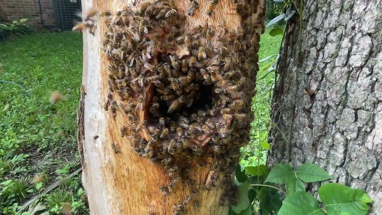Swarm moving into to log hive