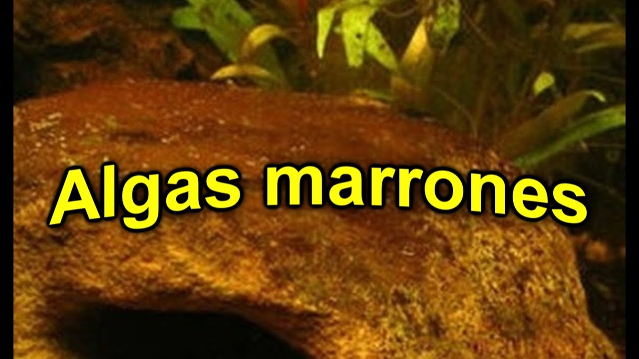Algas marrones-Porque aparece y como eliminarla