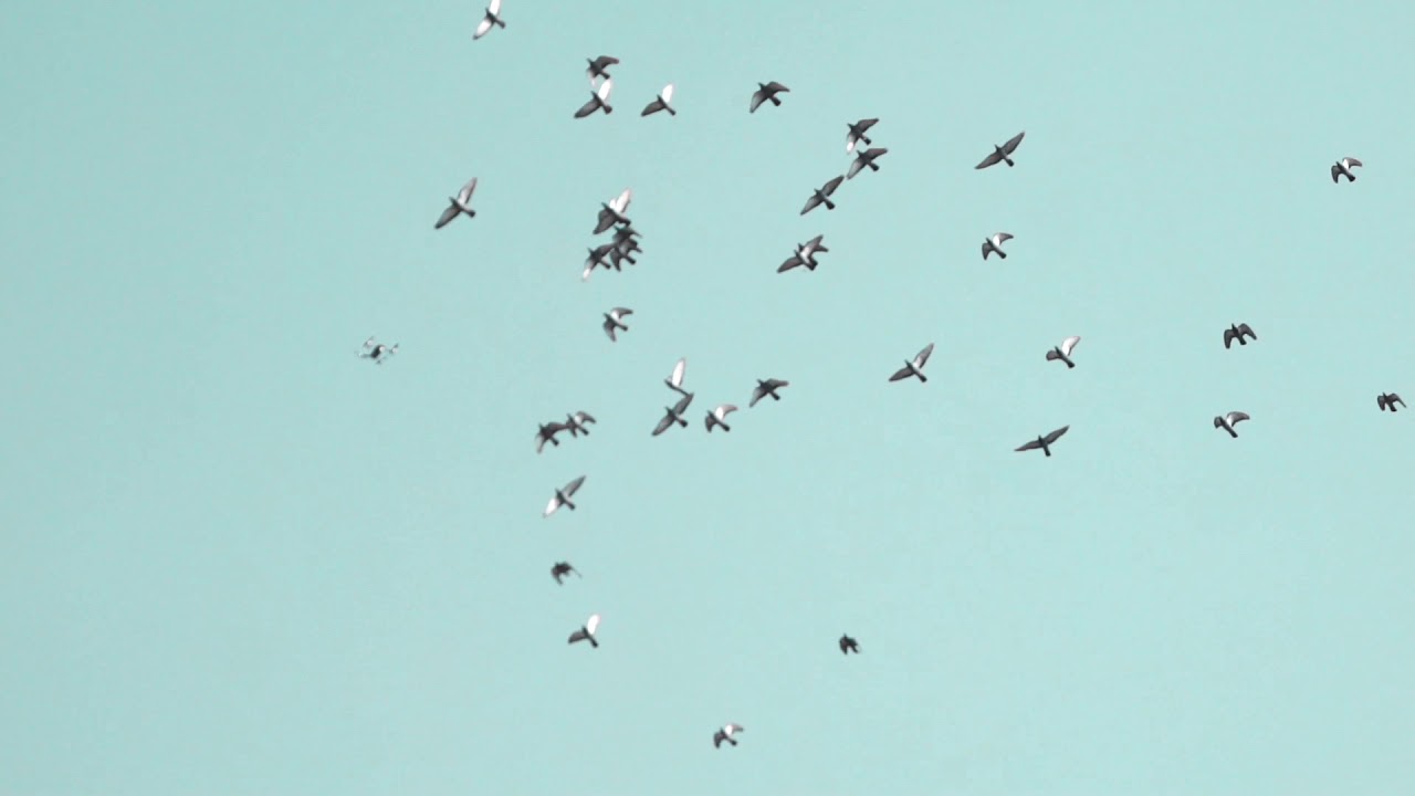 Birds Flying  free video | royalty free video | no copy right  video
