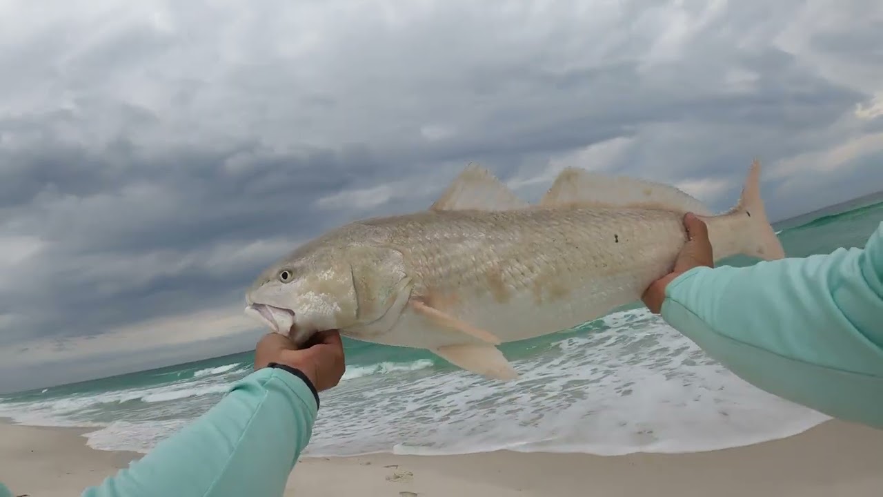 GREAT day surf fishing Navarre Beach!