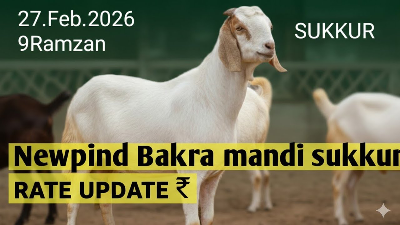 Bakra mandi me ​Sab se Saste aur Khubsurat Bakre | Newpind Bakra Mandi Sukkur Sindh 2026