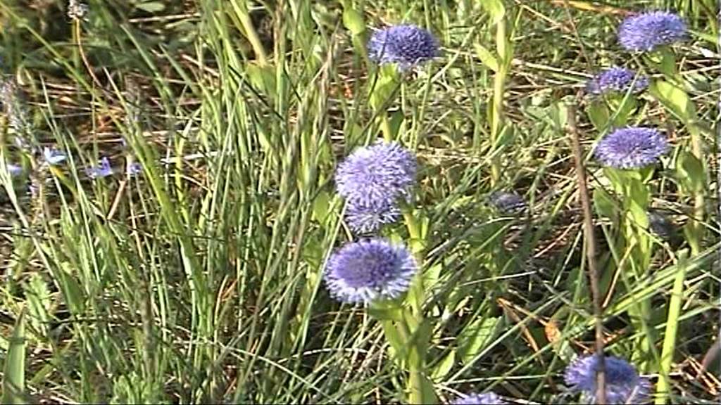 Koulenka prodloužen&aacute; Globularia bisnagarica
