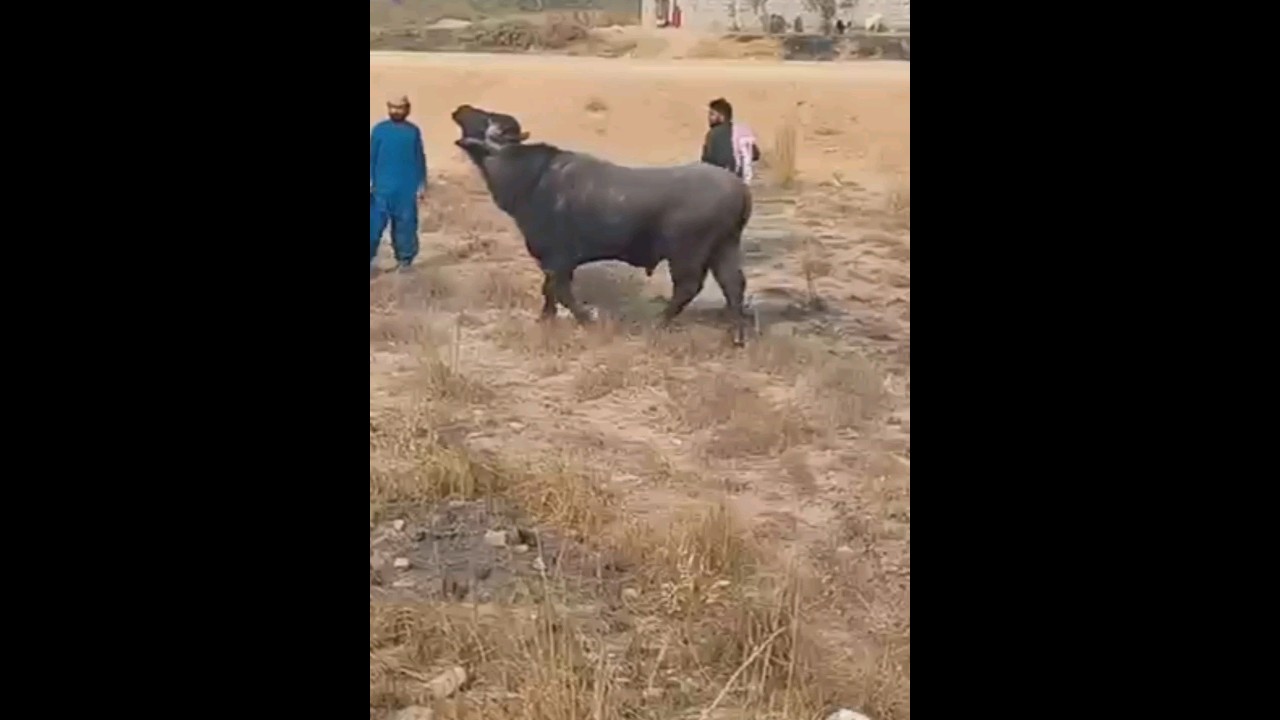 Murrah Buffalo VS Buffalo #yadav #viral #video #viral #shorts