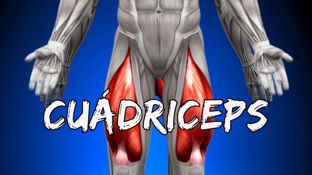 9# Cuádriceps - Anatomía funcional para el gimnasio (Origen, Inserción y Función)
