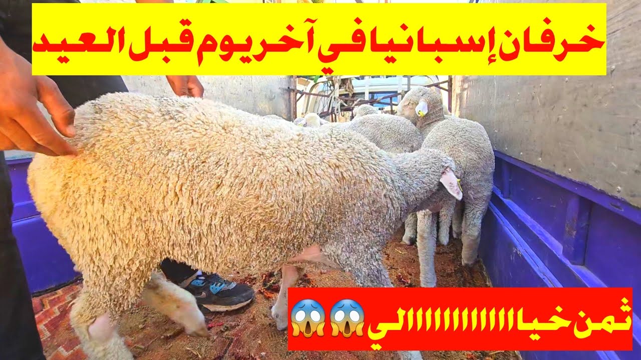 شوفو ثمن خرفان إسبانيا ليلة العيد .. خلي الشناقة يربحو بالحوالة ديالهم 👍👍👍