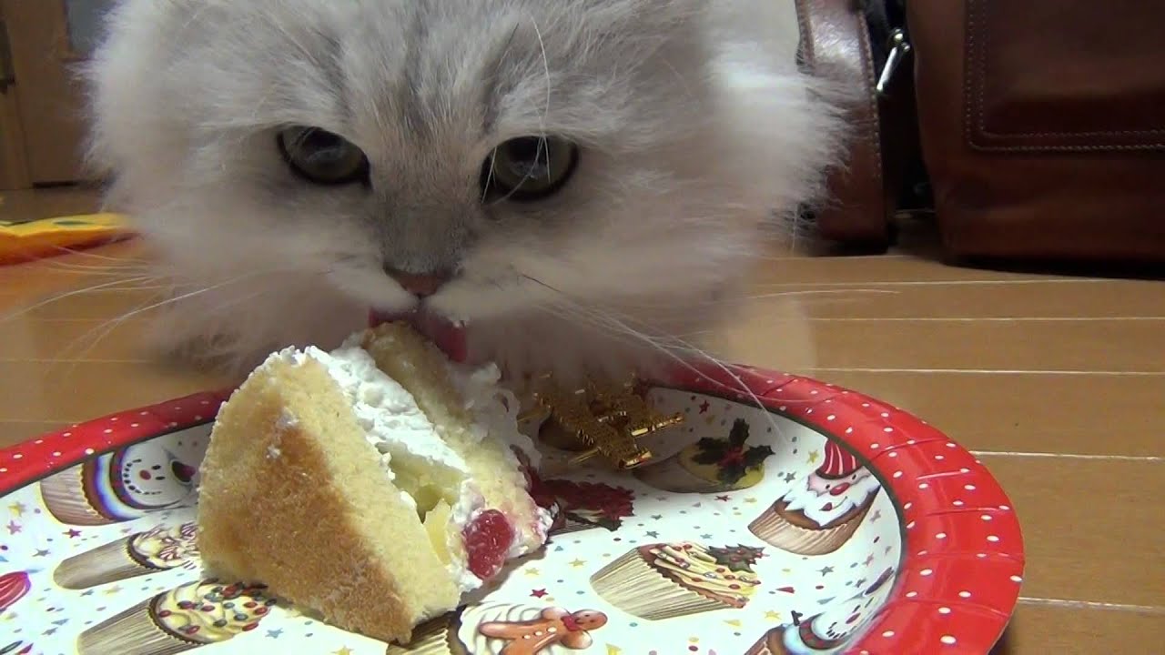 ペルシャ猫クライフ君・クリスマスの巻