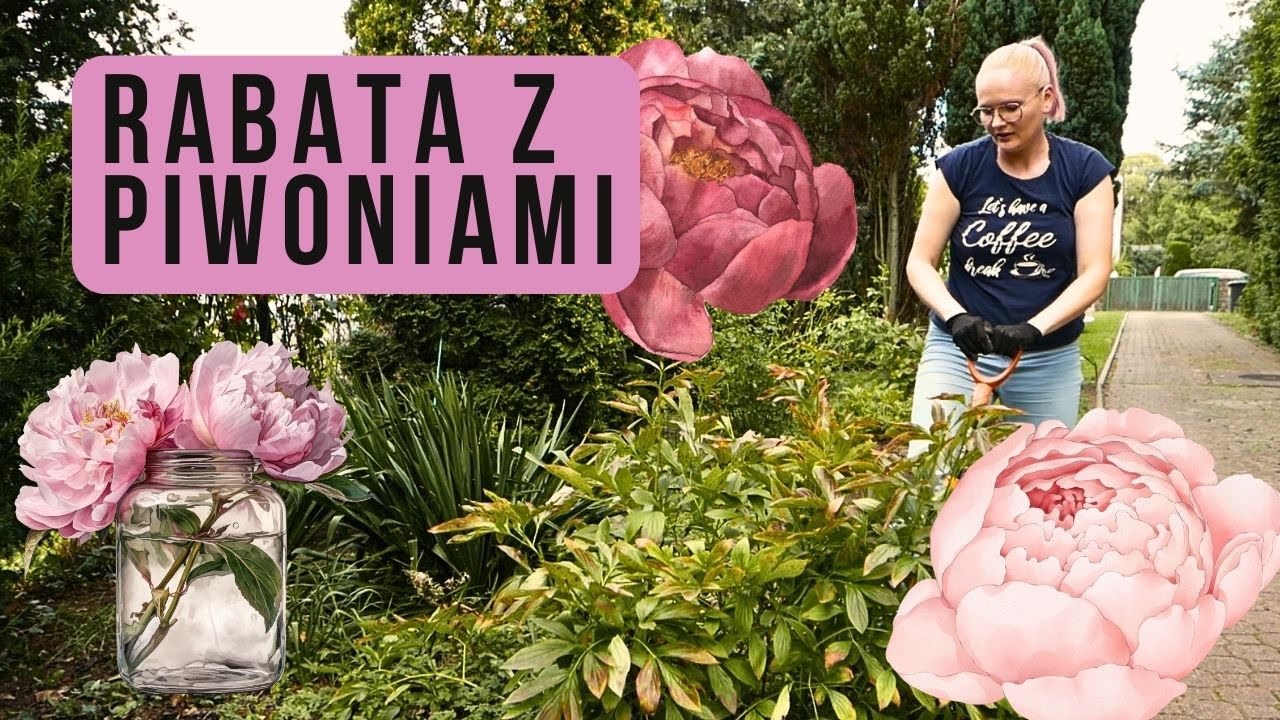 Przesadzanie piwonii jesienią. Rabata z piwonia i hortensjami. Sadzenie piwonii. Sadzenie hortensji