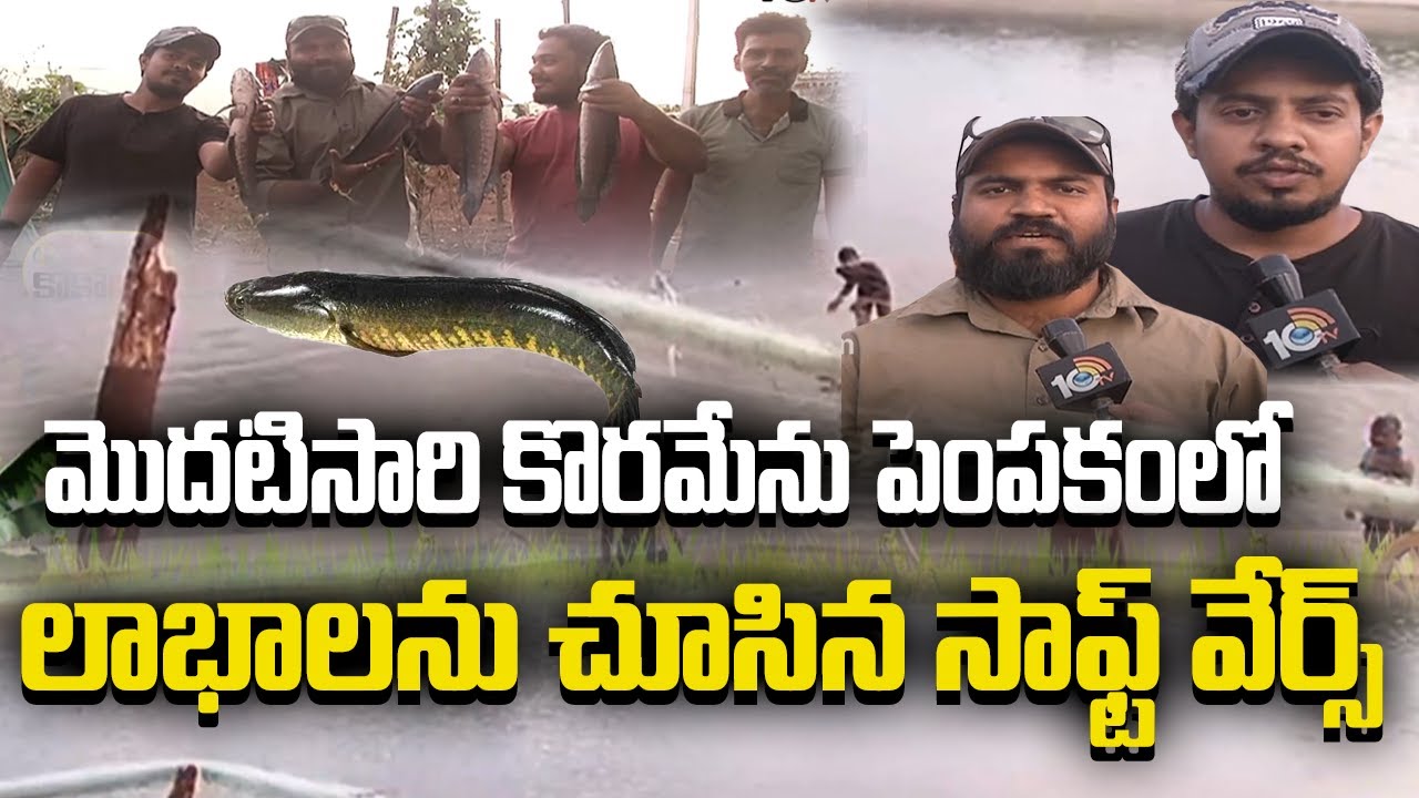 మొదటిసారి కొరమేను పెంపకంలో లాభాలను చూసిన సాఫ్ట్ వేర్స్ | Fish Farming | Software Employees | 10TV