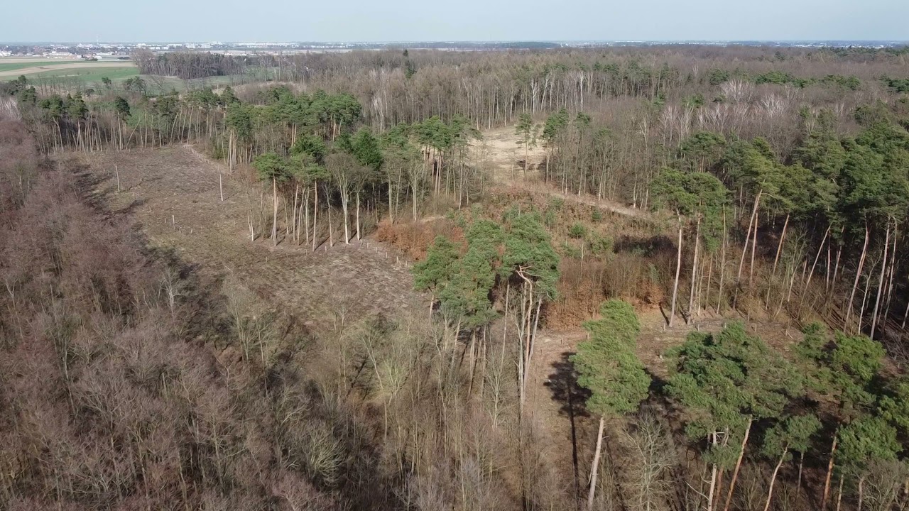 Las Tulecki, czyli zrównoważona gospodarka leśna
