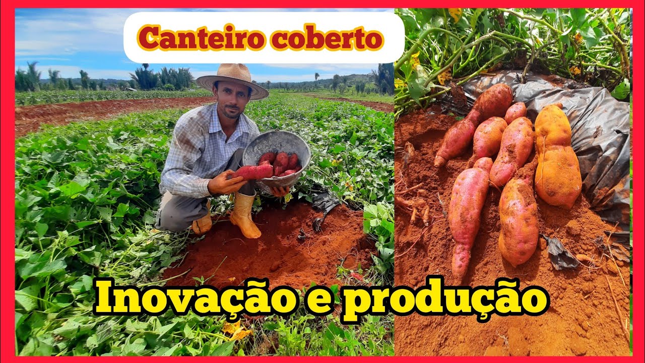 Resultado do plantio da batata doce em canteiro coberto com o mulching.