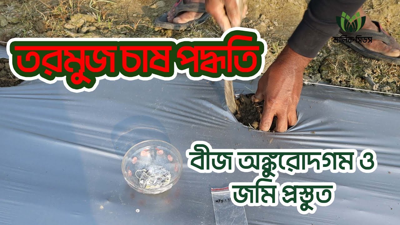 তরমুজ চাষ পদ্ধতিঃ বীজ অংকুরোদগম ও জমি প্রস্তুত