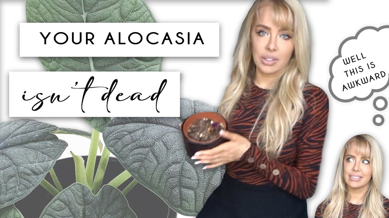 Is my Alocasia dead? How to revive your Alocasia if you think you've KILLED it