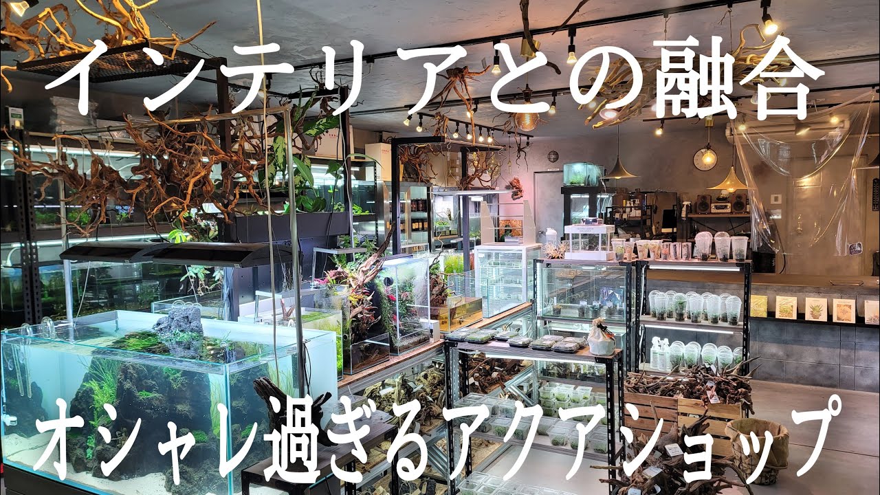 超癒し空間‼おしゃれ過ぎるアクアショップ‼　【エビノカカト】aquarium　アクアリウム　シュリンプ　ビーシュリンプ　水草　流木　パルダリウム