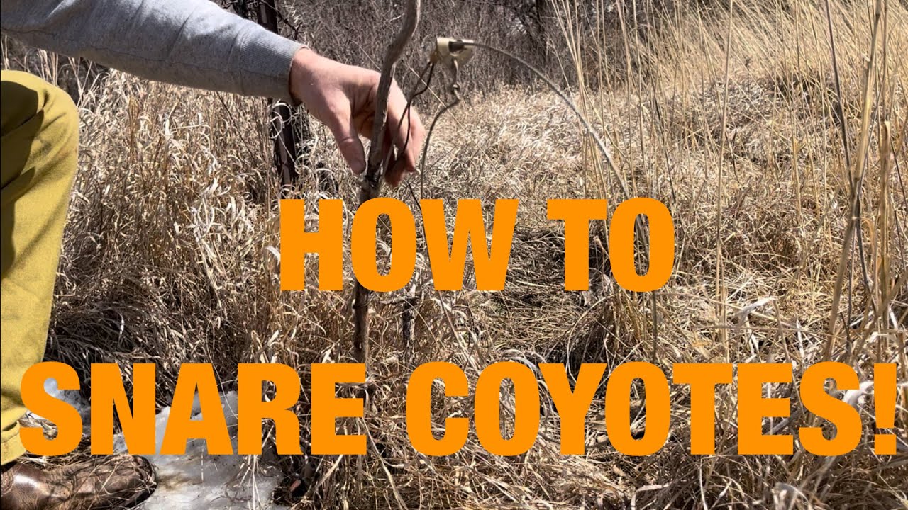 How to Snare Coyotes | Location and Set | Tutorial S2 E11