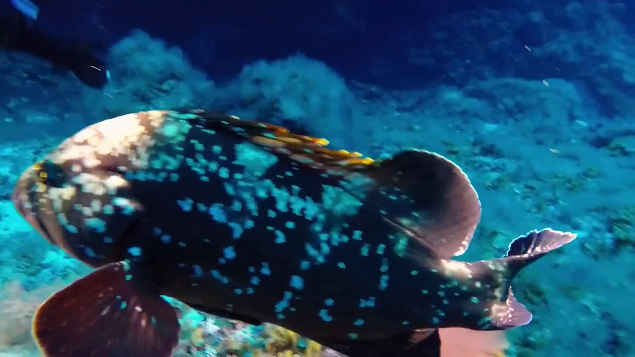 Inmersiones / Buceo La Restinga (El Hierro). Diving