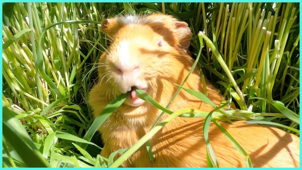 A wild Spaghett appeared in the tall grass!