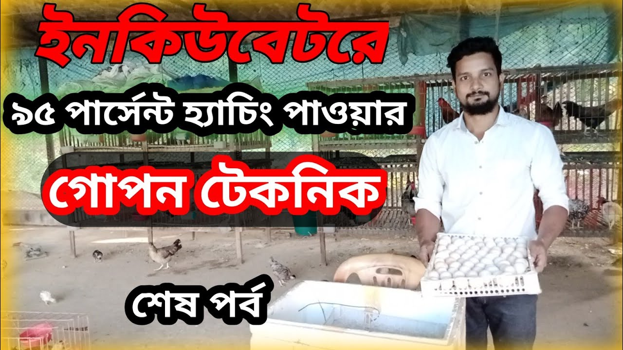 ইনকিউবেটরে ৯৫ পার্সেন্ট হ্যাচিং কিভাবে পাবেন #shakilfarming #incubator #murgipalon #desimurgikhamar