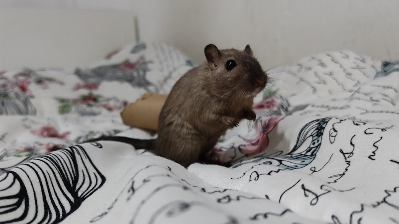 conheça todos os meus gerbils (esquilo da mongólia) 🐭