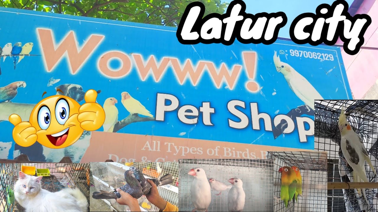 Wowww pet shop latur city / all pets avalabel🥰😍😘