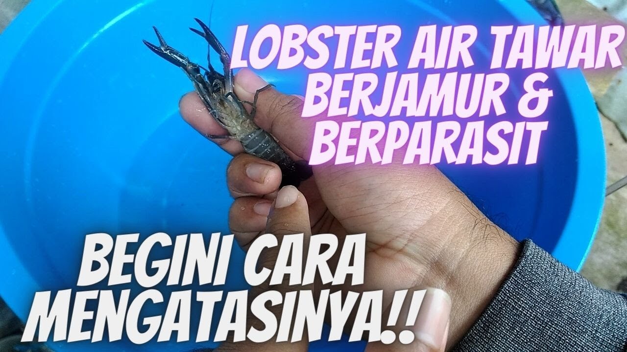Cara Mengatasi Lobster AIr Tawar Berjamur & Parasit.