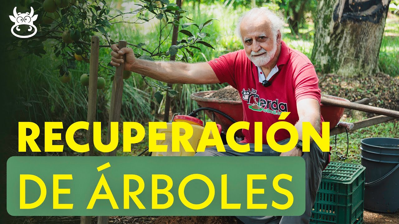 RECUPERACI&Oacute;N DE &Aacute;RBOLES FRUTALES 🌳🍊 | Jairo Restrepo