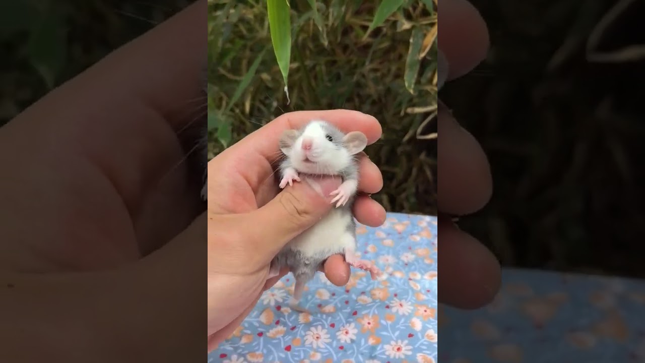 fancy rats a gray white one! Lovely! #pets #cute #rat