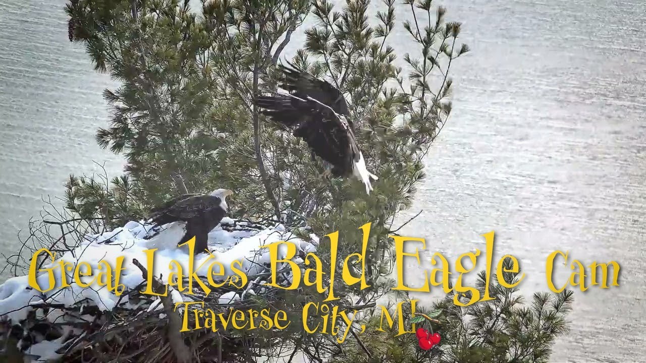 Egg Time Nears & Counting Cars to Nest Restorations | A Peaceful Winter Morning with Harry & Harriet