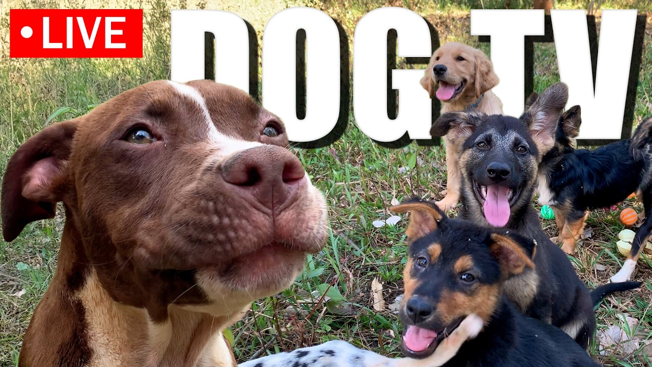 🔴 Dog TV 🐶 All-Day Anti-Anxiety & Boredom Busting Videos for Dogs 🐶Calming Music to Help Dogs Sleep