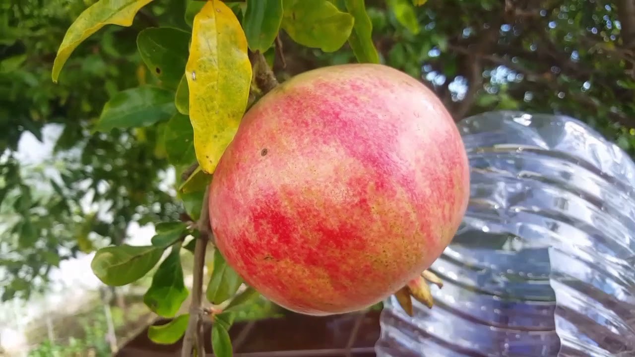 DIY How to make easy fruit picker from plastic bottle.