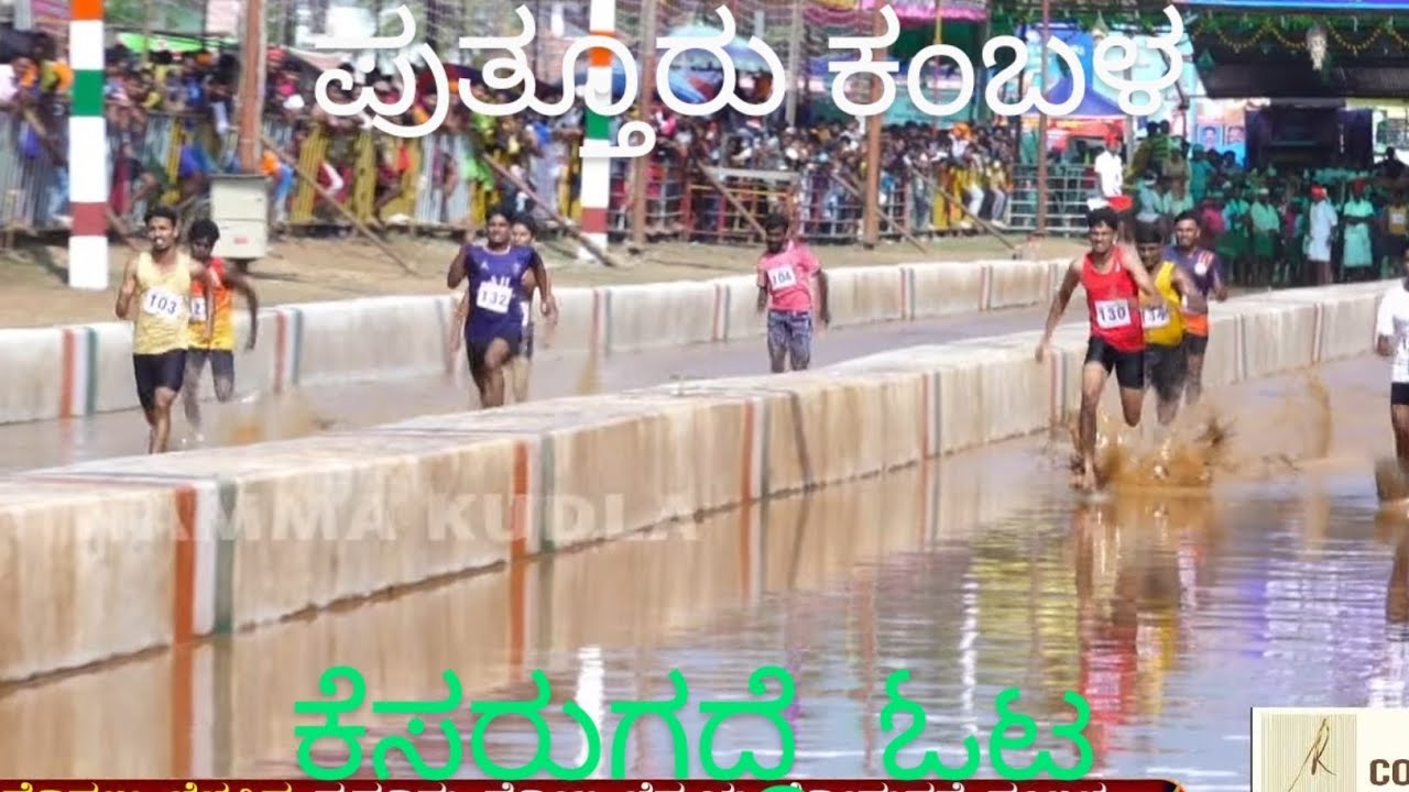 ಪುತ್ತೂರು ಕಂಬಳ  ಕೆಸರುಗದ್ದೆ ಓಟ