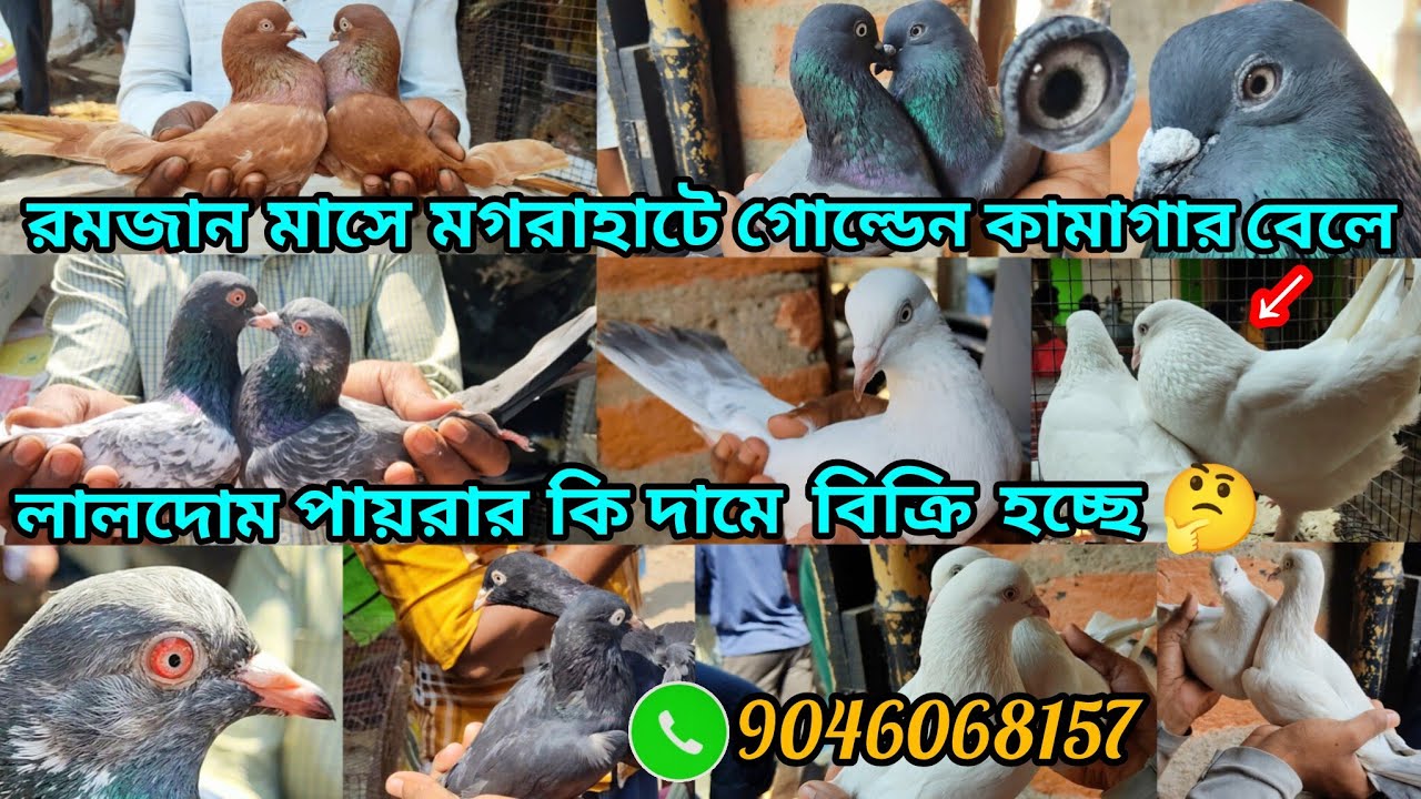 ব়মজান মাসে মগব়াহাটে গোল্ডেন কামাগাব় লালদোম ময়নাজেক পায়ব়া কি দামে বিক্রি হচ্ছে চলুনদেখে আসি🏃‍♂️