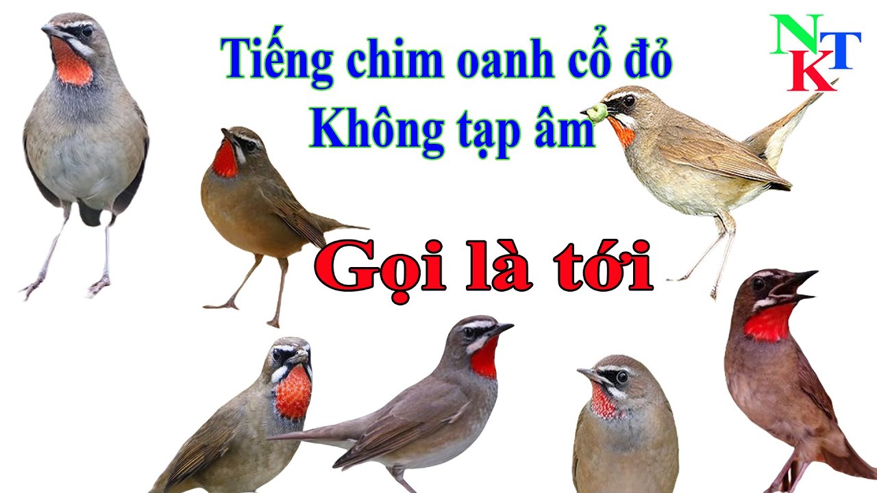 87 Tiếng chim oanh cổ đỏ mồi | không tạp âm | gọi là tới