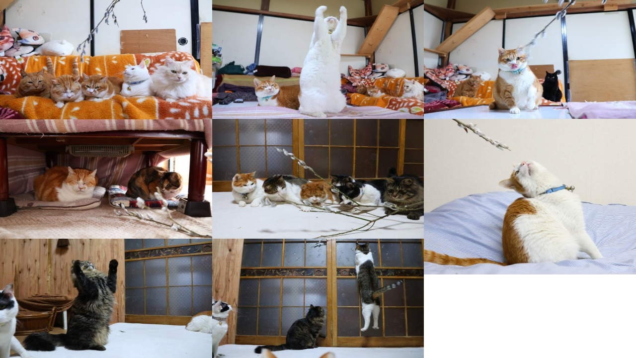 ねこやなぎで遊ぶ猫たち　260318