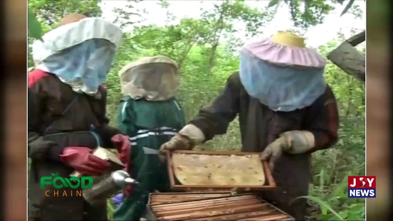 Gold in The Hive: Exploring the untapped potential & challenges of beekeeping in Ghana | Food Chain