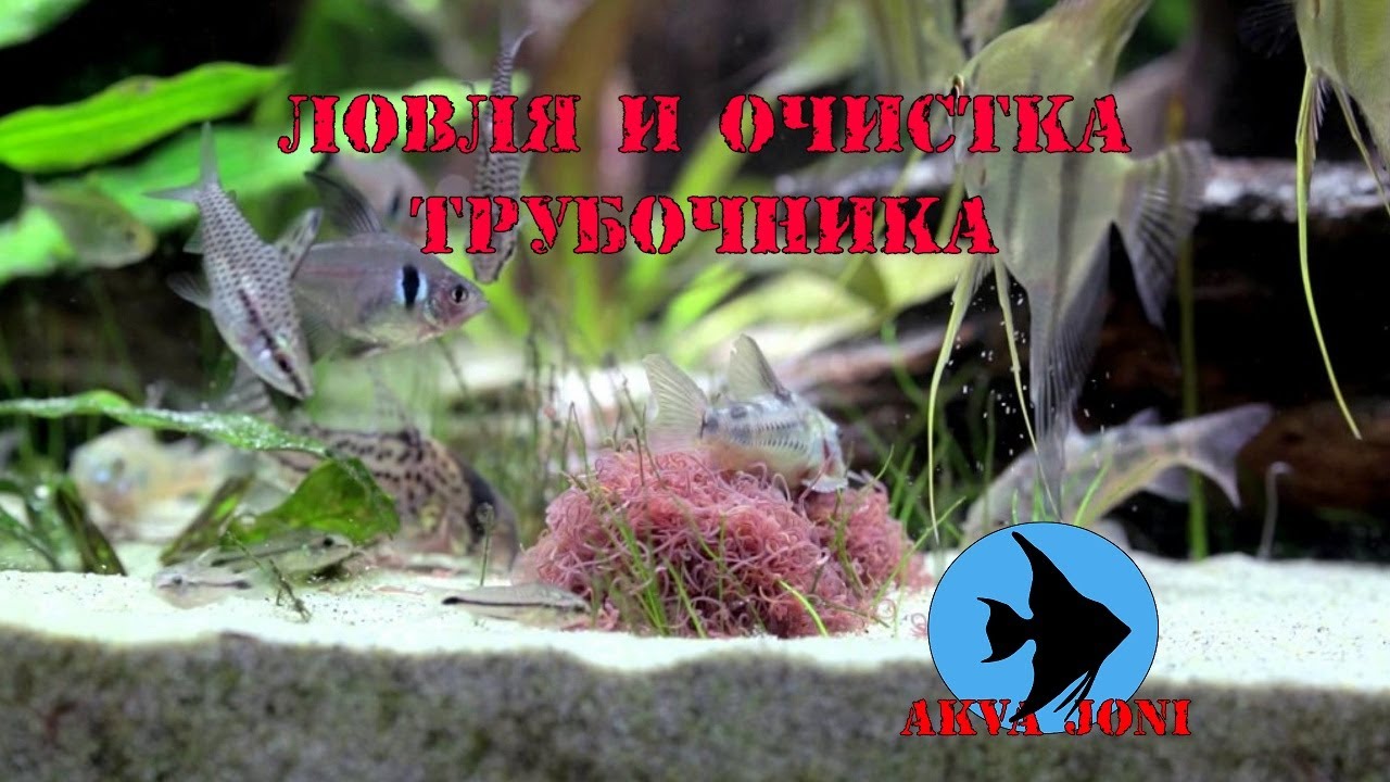 Ловля и очистка трубочника.