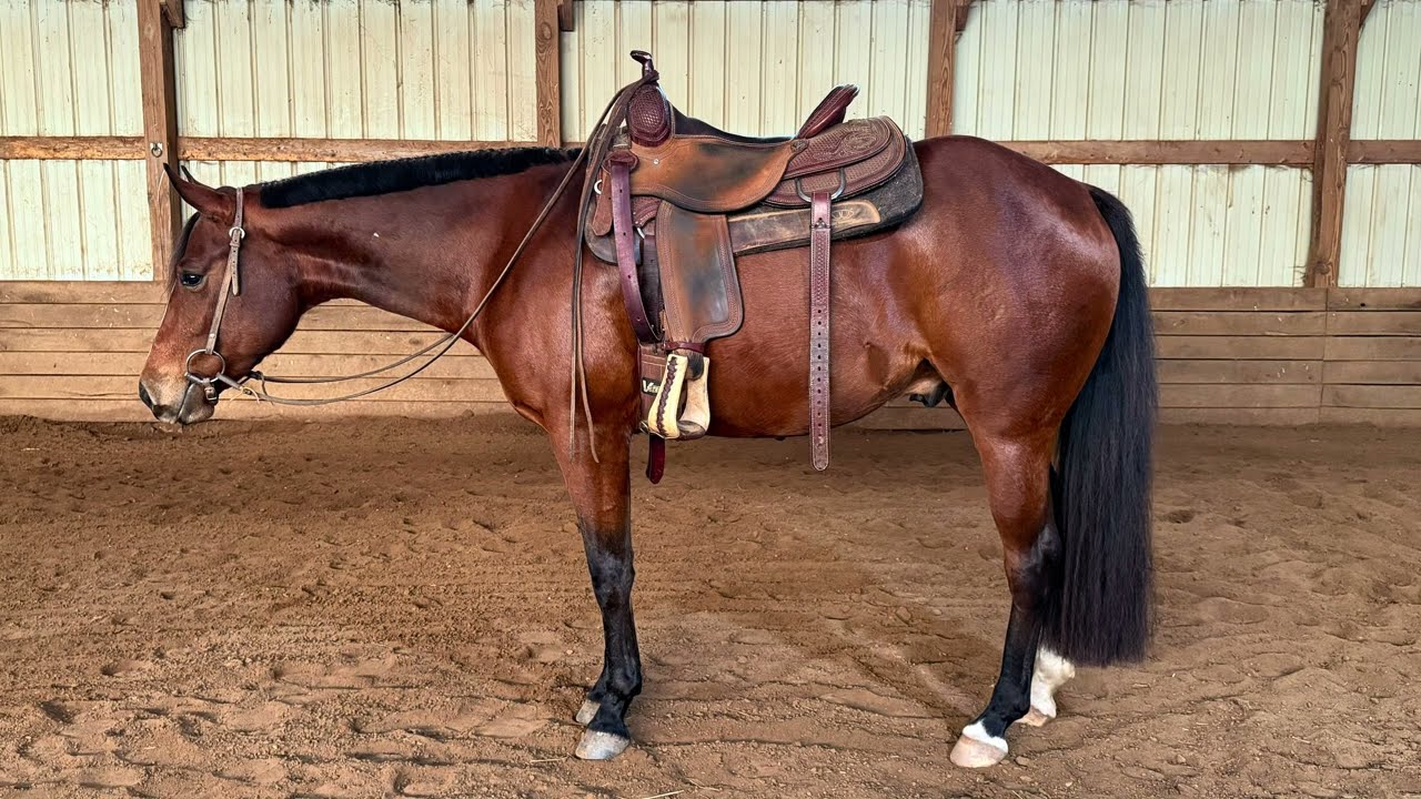 2022 AQHA Gelding 2/22/26