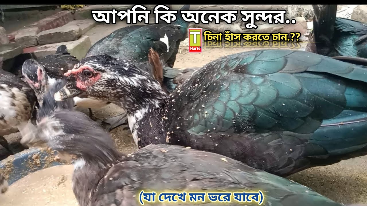 আপনি কি অনেক সুন্দর || চিনা হাঁস করতে চান.?? Apni Ki onek sundr cina has krte can@T-Haris2-d8t ...
