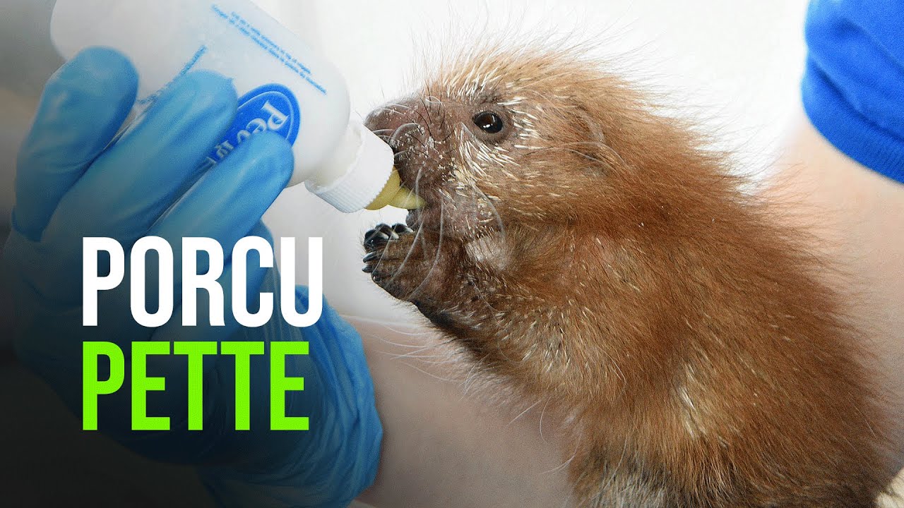 Brookfield Zoo Welcomes a Porcupette