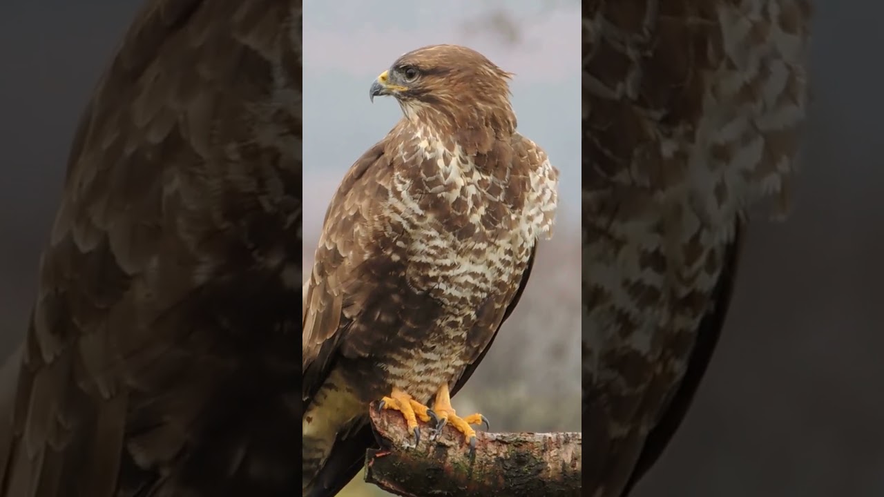 THE CALL OF THE BUZZARD | THIS IS A WILD BIRD