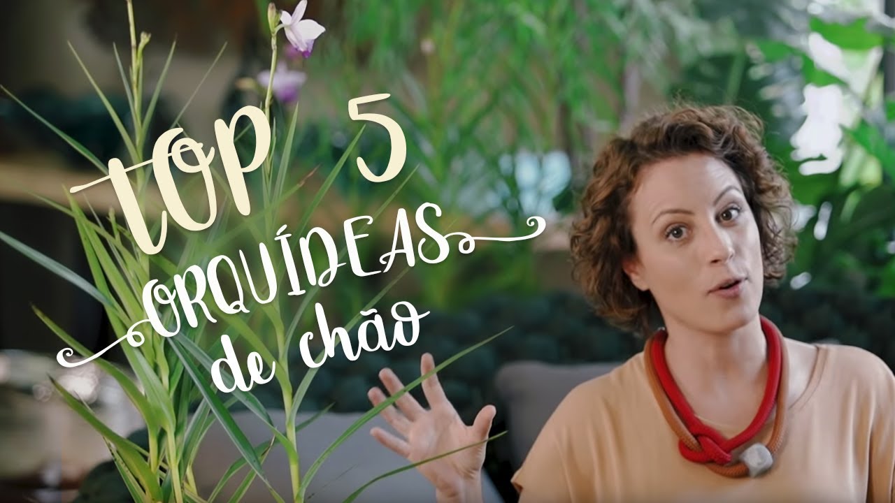 TOP 5 ORQUÍDEAS DE CHÃO