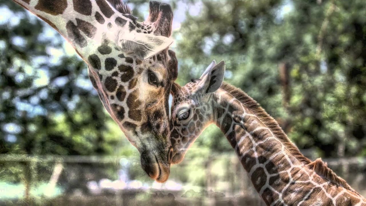 Ren&eacute; Aubry - La Girafe
