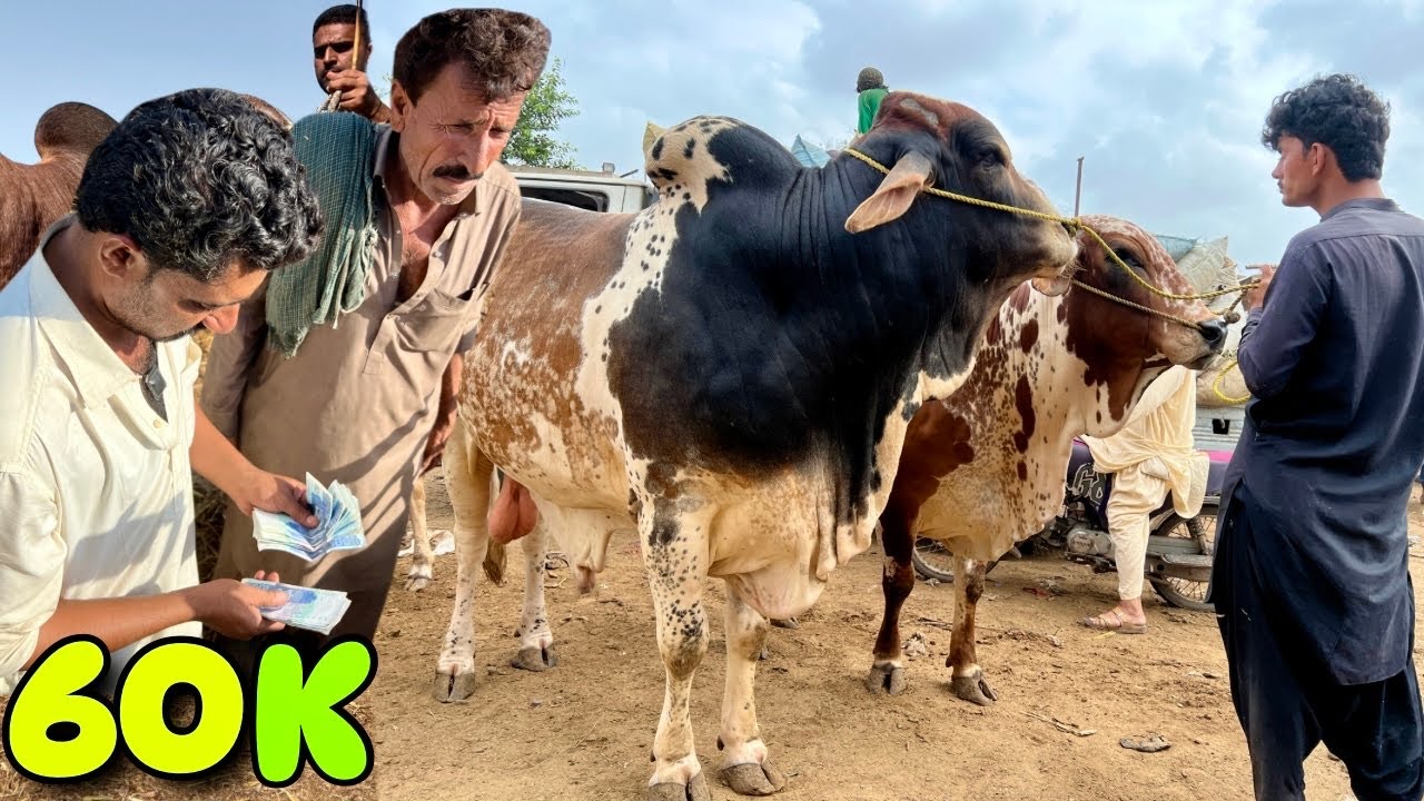 9 Muharram Ko Bhains Colony Mandi Mein Qeemat Mein Bari Kami | Cow Mandi 2025 Update 😱