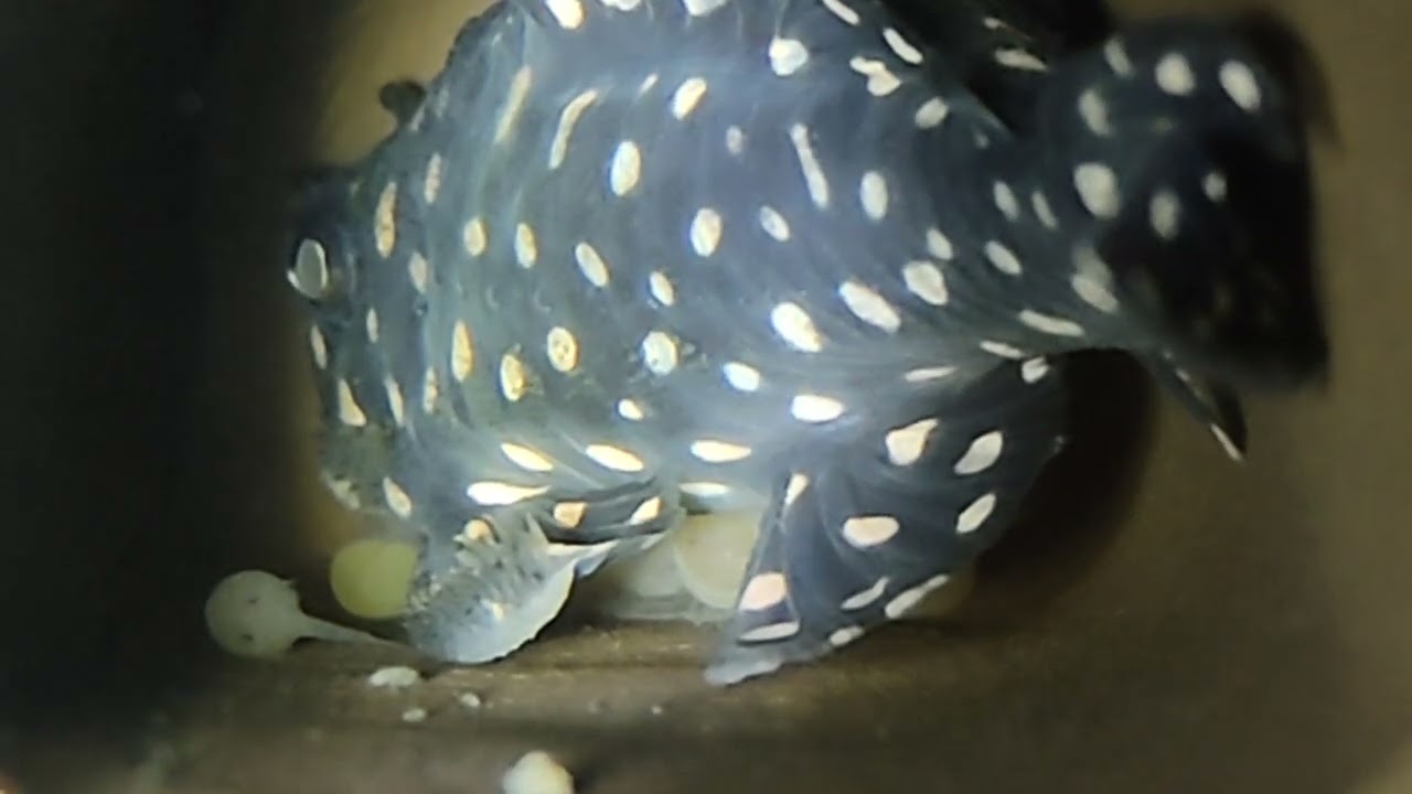 pierwszy wylęg L201 Hypancistrus sp. na hodowli