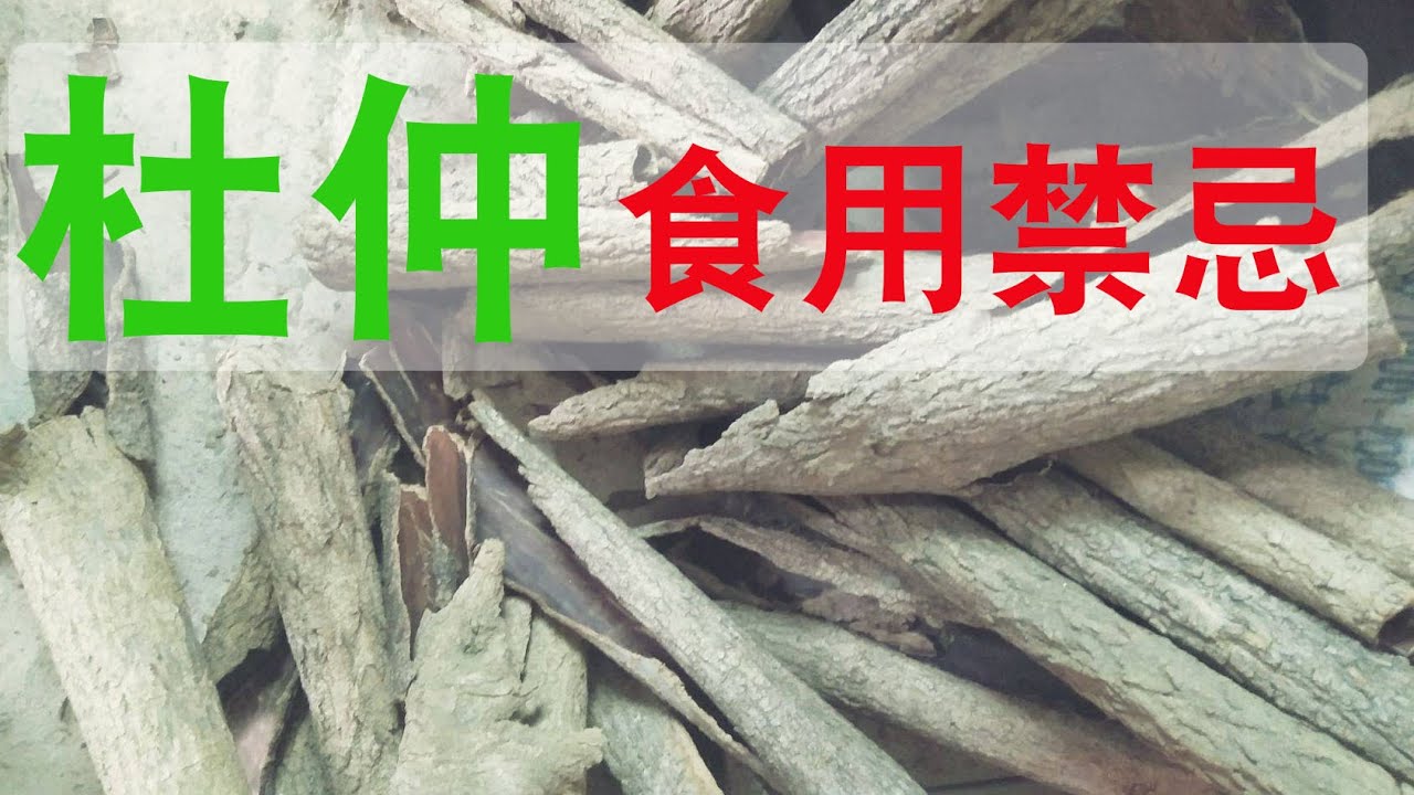 杜仲的功效和作用？杜仲食用禁忌，杜仲怎么吃？