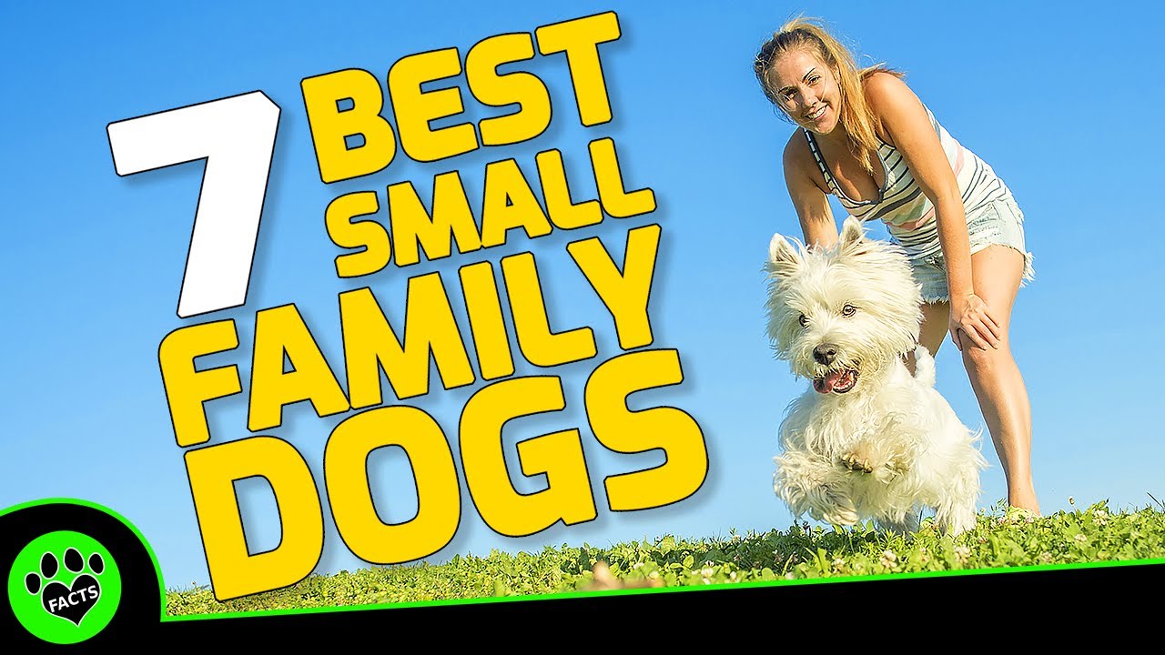Top 7 Small Dogs That Are Good for Families - Small Family Dog Breeds