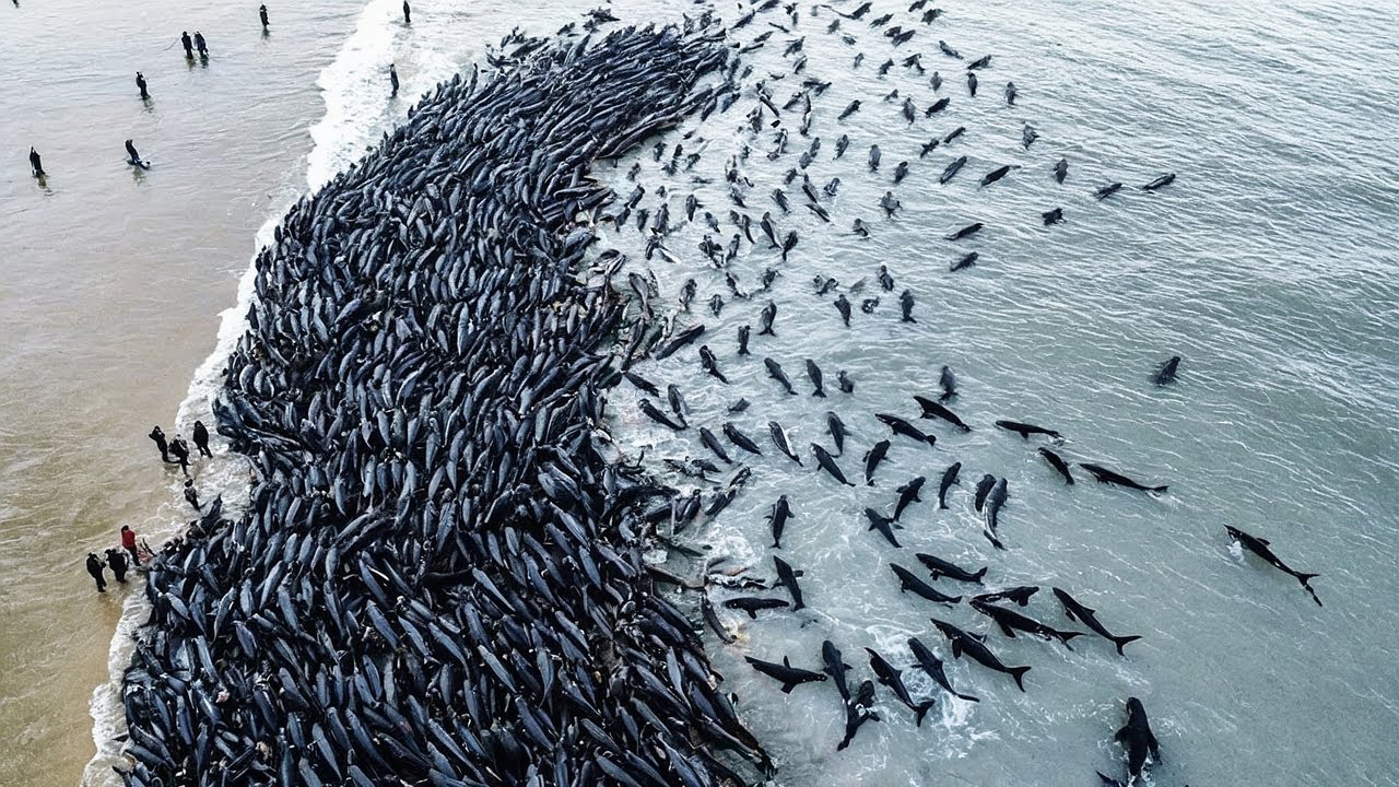Bilhões em Movimento: Invasões e Migrações Massivas de Animais